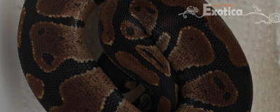 python regius (man)
